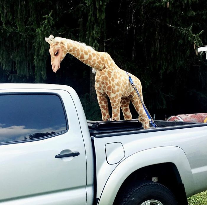 He Is An Animatronic Giraffe My Friend’s Husband Found In A Dumpster By His Work. Luckily He Was Able To Fit This 8ft Beast In His Car To Drag Him Home
