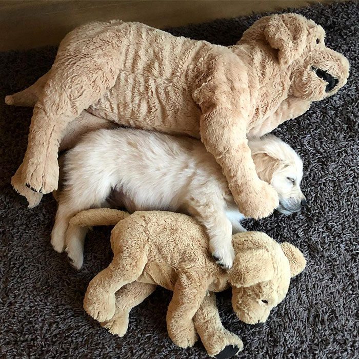 This Adorable Golden Retriever Can't Leave Home Without His Mini-Me Stuffed Toy