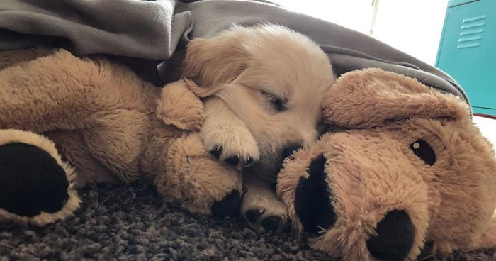 puppy with stuffed animal