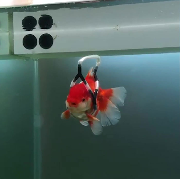 This Man Creates A Flotation Device To Save His Beloved Goldfish From Dying
