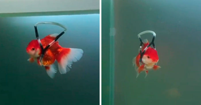 This Man Creates A Flotation Device To Save His Beloved Goldfish From Dying