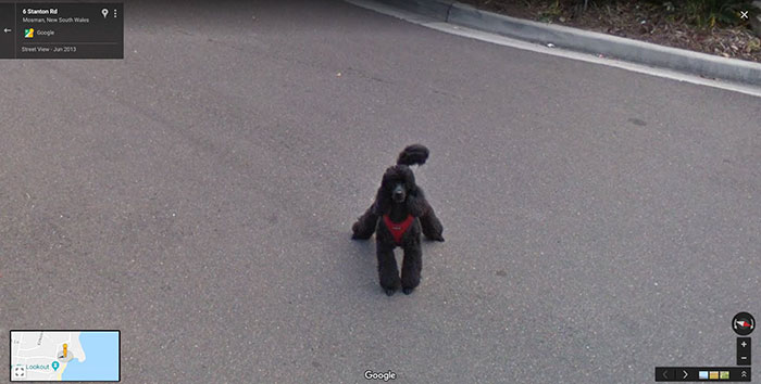 30 Best Accidentally Taken Animal Pics By Google Street View | Bored Panda