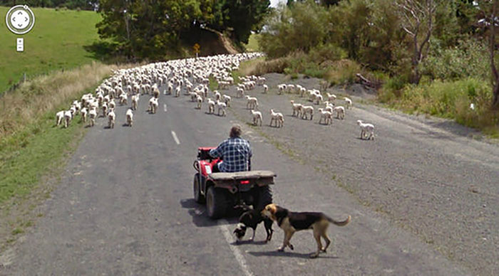 30 Best Accidentally Taken Animal Pics By Google Street View | Bored Panda