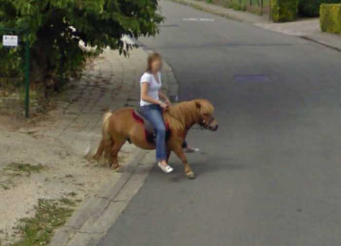 Google-Street-Animals