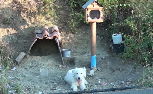 Loyal Dog Has Been Waiting By His Owner’s Car Crash Site For 18 Months So Locals Built Him A Home
