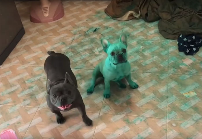 Two French Bulldogs Who Accidentally Cover Themselves In Green Become Viral