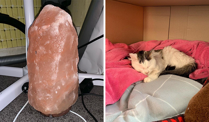 Owner Of Cat That Nearly Died Explains Why It’s Terribly Dangerous To Own A Salt Lamp If You Have Pets