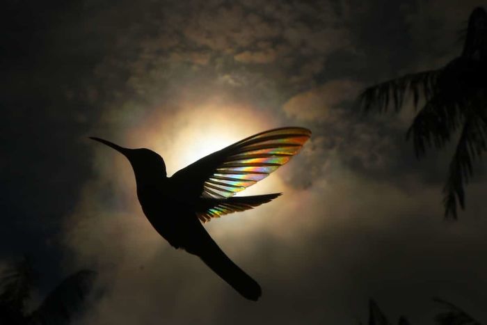 9 Magical Pictures Of Hummingbirds' Wings Shining Like Rainbows