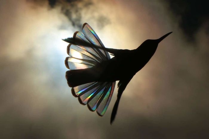 9 Magical Pictures Of Hummingbirds' Wings Shining Like Rainbows