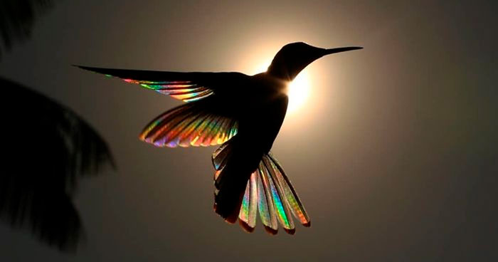 9 Magical Pictures Of Hummingbirds’ Wings Shining Like Rainbows