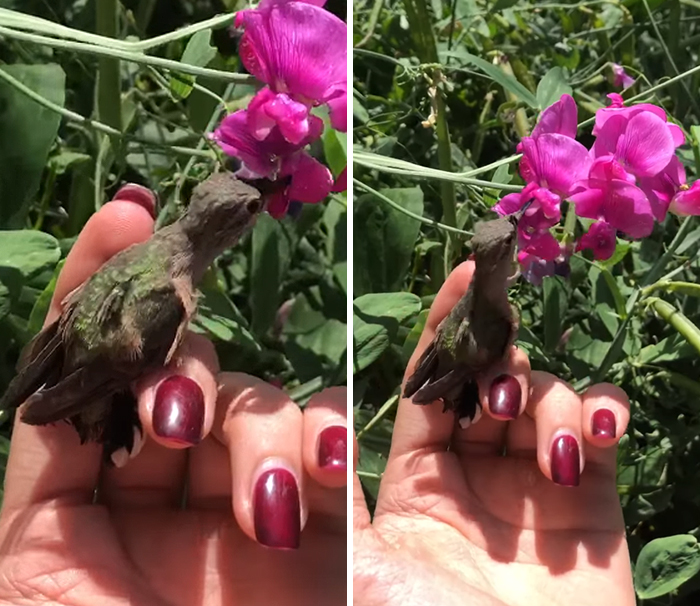 Woman Saves A Hummingbird That Fell Off A Tree, It Repays By Making Her Look Like A Real-Life Disney Princess