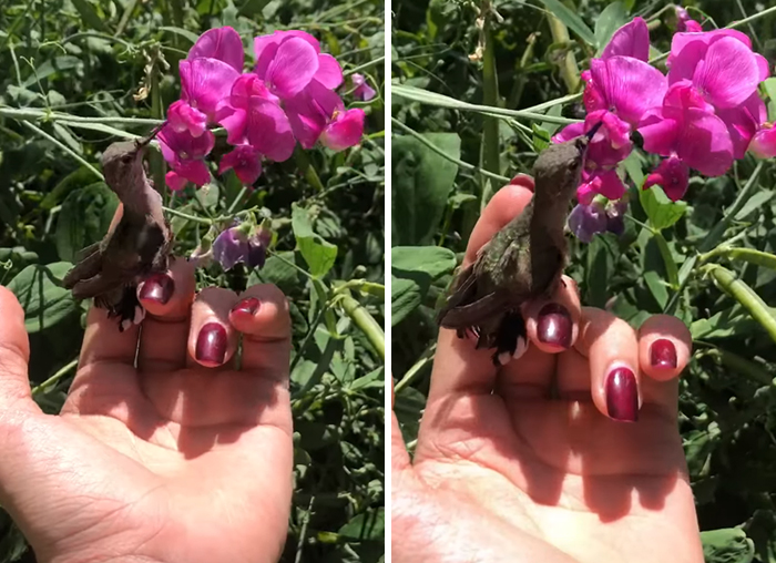 Woman Saves A Hummingbird That Fell Off A Tree, It Repays By Making Her Look Like A Real-Life Disney Princess