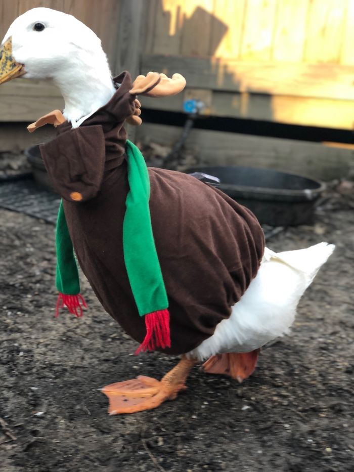 Yeah, I Dress My Pet Ducks Up