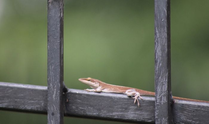 I Find These Little Lizards All Over My Yard! So I Decided To Start Taking Photos Of The Lil Guys.