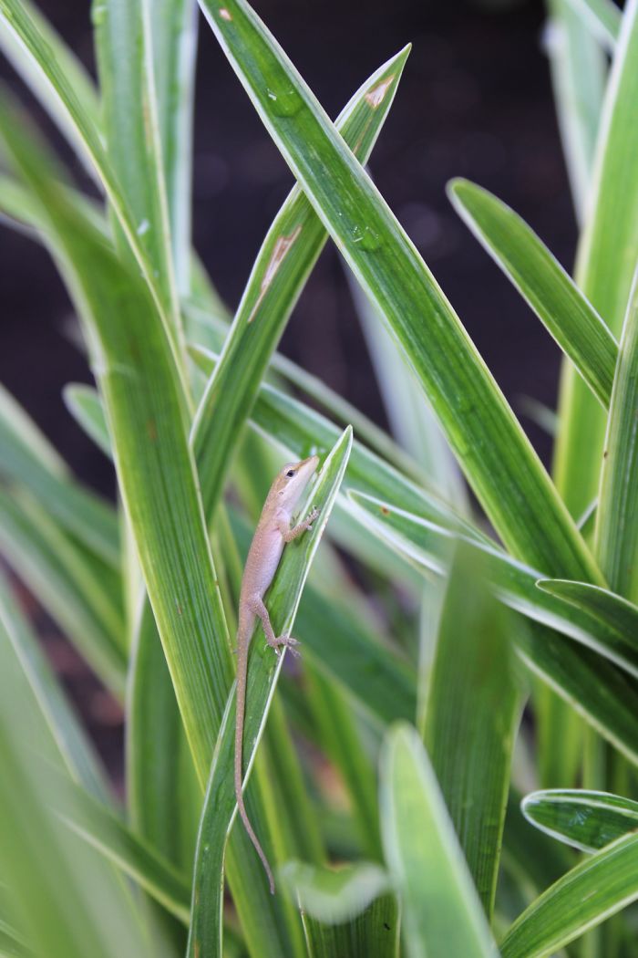 I Find These Little Lizards All Over My Yard! So I Decided To Start Taking Photos Of The Lil Guys.