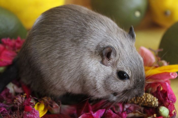 To Celebrated Her Second Birthday, This Gerbil Had A Photo Shoot!