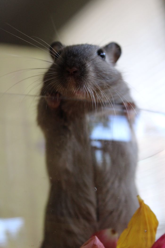 To Celebrated Her Second Birthday, This Gerbil Had A Photo Shoot!