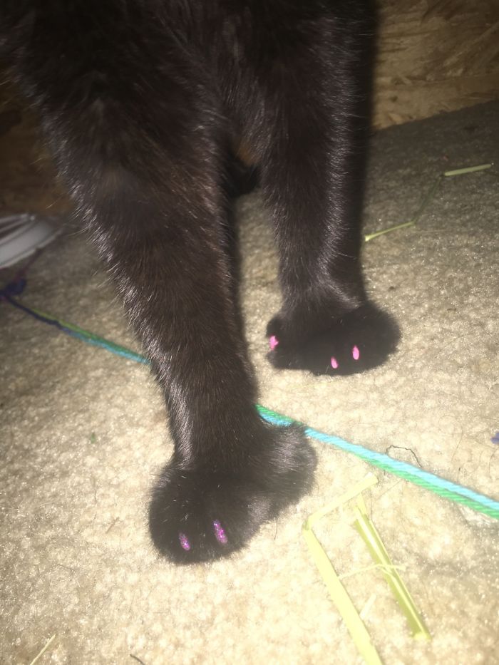 My Pets Got Their Nails Covered