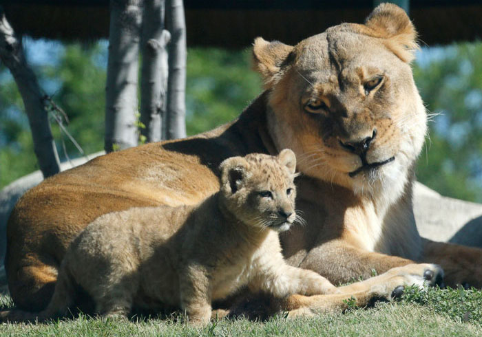 Meet Bahati The Cub, The Adorable Model For Simba In The Lion King Remake