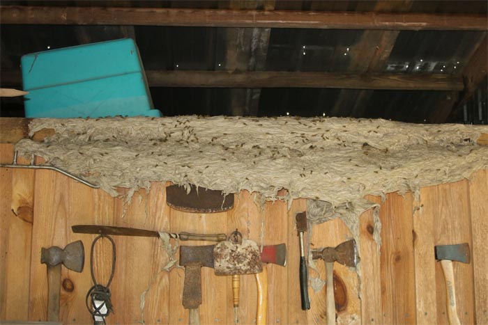 Wasps Are Building Massive "Super Nests" In Alabama And People Are Frightened