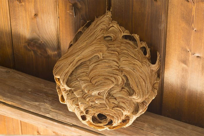 Wasps Are Building Massive "Super Nests" In Alabama And People Are Frightened