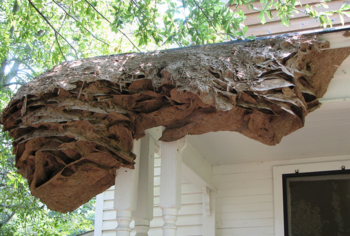 Wasps Are Building Massive “Super Nests” In Alabama And People Are Frightened