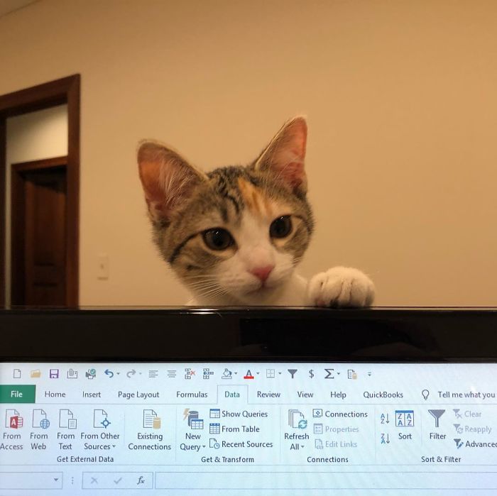 Company Adopts 2 Office Kittens, Debit And Credit, To Boost Employee Morale, Succeeds Perfectly (21 Pics)