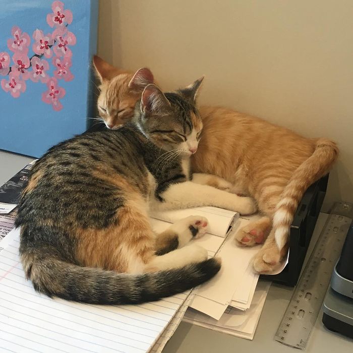 Una compañía adopta a 2 gatos (Débito y Crédito) en la oficina para subir la moral a los empleados (21 fotos)