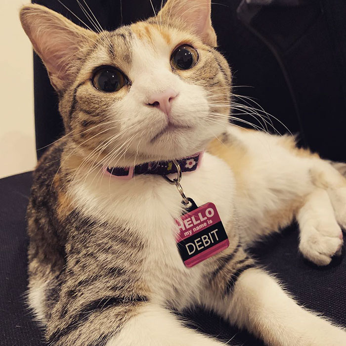 Una compañía adopta a 2 gatos (Débito y Crédito) en la oficina para subir la moral a los empleados (21 fotos)