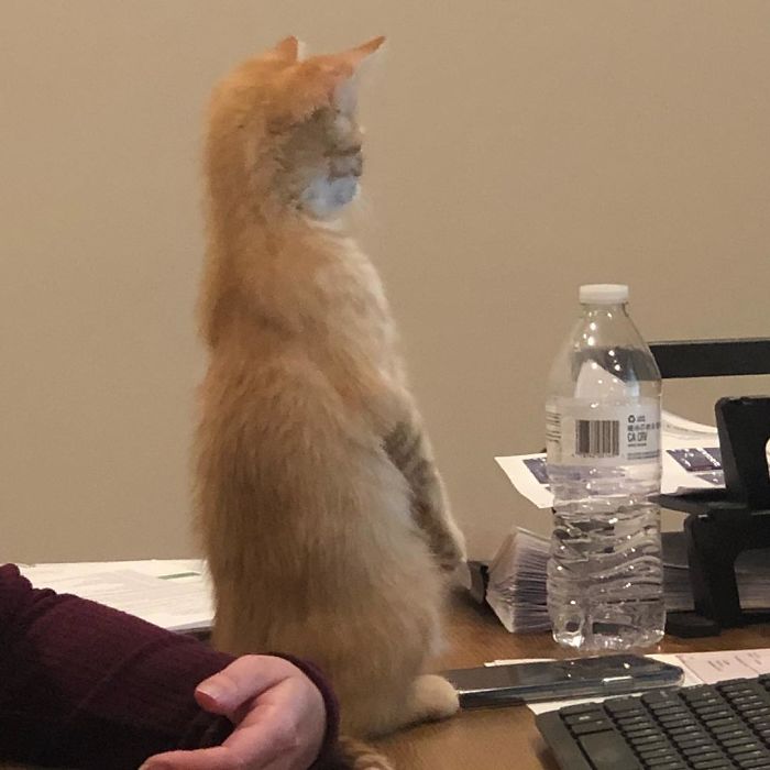 Company Adopts 2 Office Kittens, Debit And Credit, To Boost Employee Morale, Succeeds Perfectly (21 Pics)