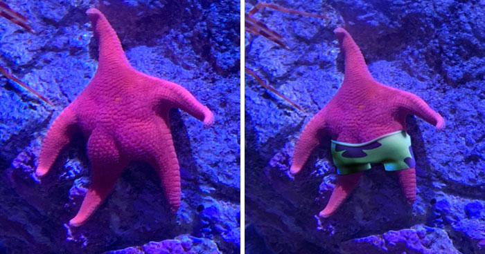 Someone Finds A Patrick-Lookalike Starfish At An Aquarium, Inspires A Funny PS Battle (20 Pics)
