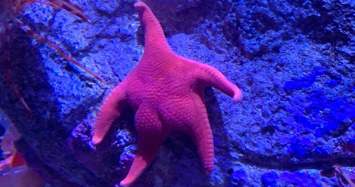 Someone Finds A Patrick-Lookalike Starfish At An Aquarium, Inspires A Funny PS Battle (20 Pics) | Bored Panda