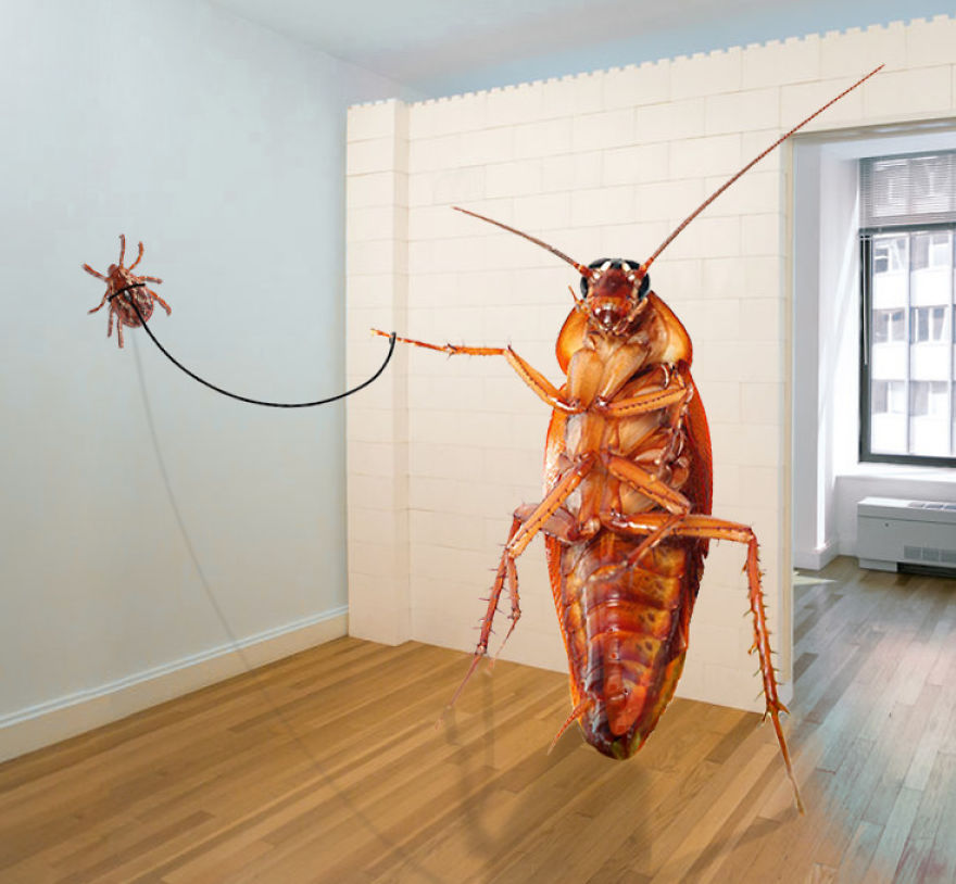 The Cockroach With An Instagram