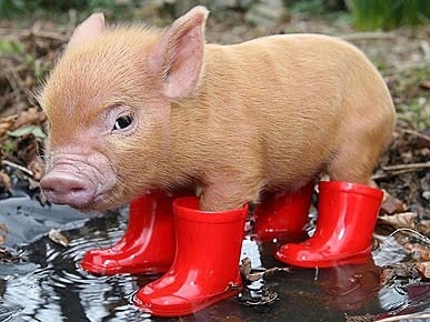 pig-in-rainboots-5d39ed45b3720.jpg
