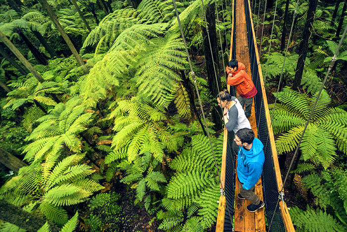 Redwood Walks In Rotorua