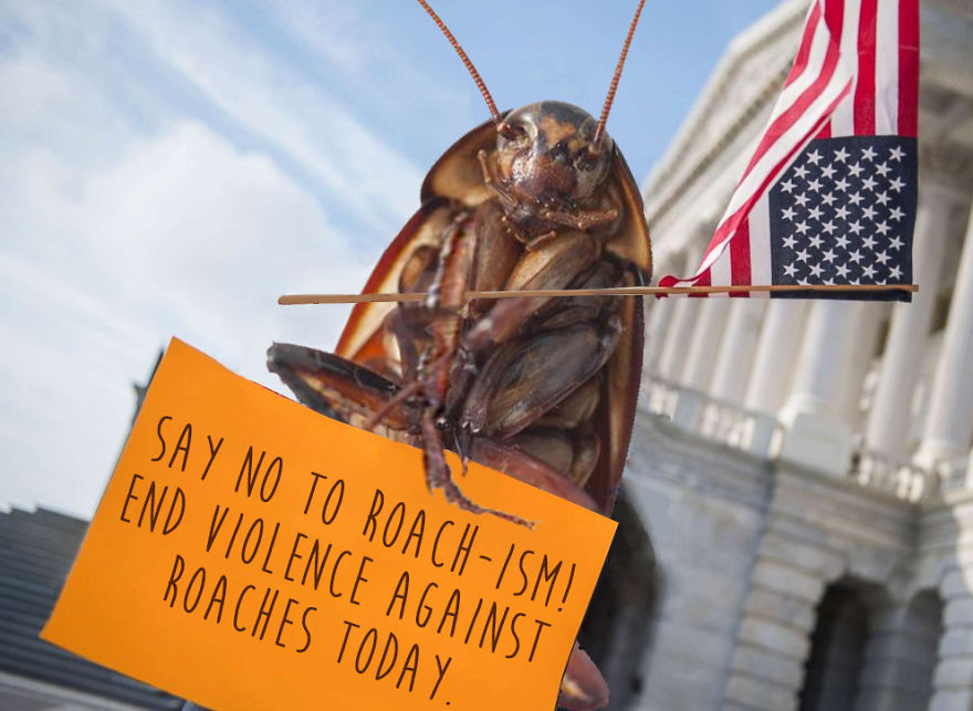 The Cockroach With An Instagram