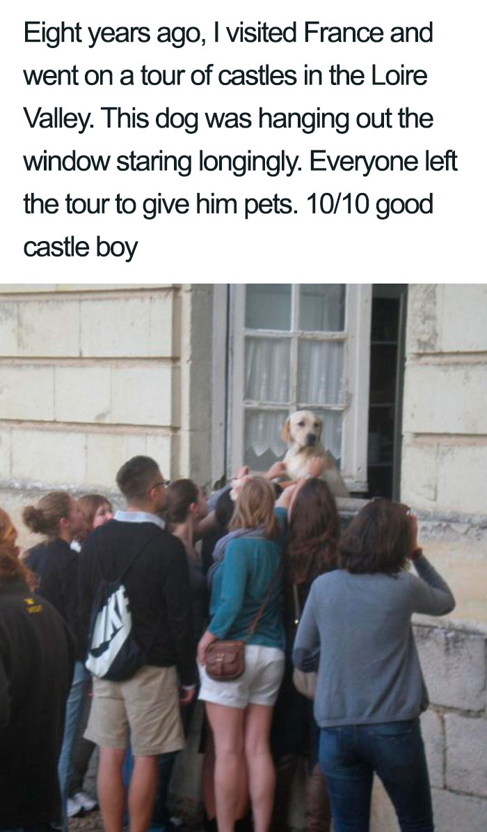 Wholesome-Dog-Posts