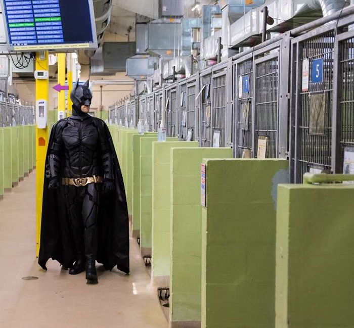 This Guy Dresses Up As Batman To Save Shelter Animals From Euthanasia And Find Them Loving Families