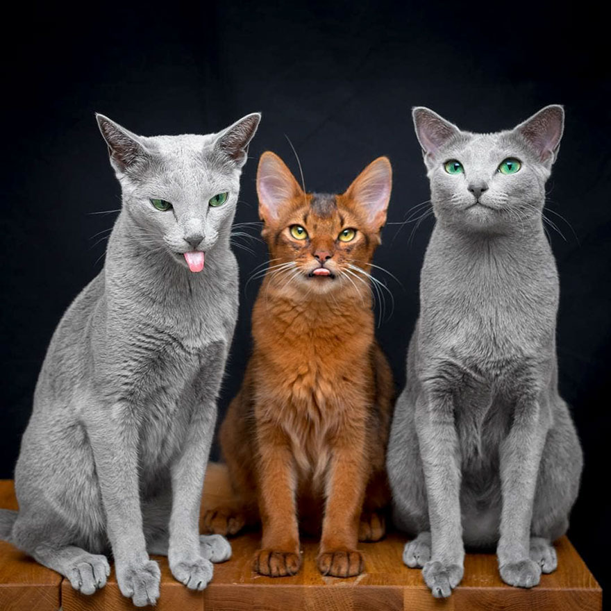 russian blue cats beautiful eyes xafiandauri 1 - Olhar felino: Gatos lindos têm olhos hipnotizantes