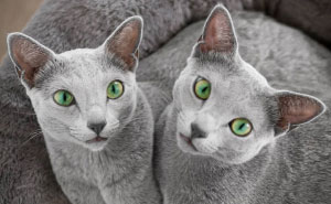 These Gorgeous Russian Blue Cats Have The Most Mesmerizing Eyes