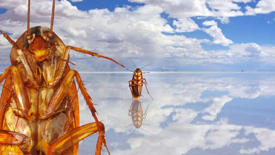 The Cockroach With An Instagram