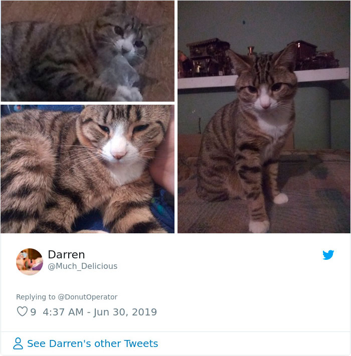 Sending-Cute-Cat-Pics-Trick