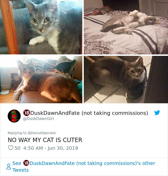 Sending-Cute-Cat-Pics-Trick