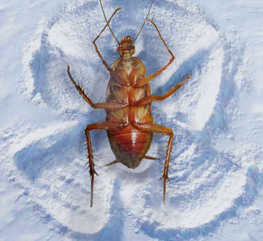 The Cockroach With An Instagram