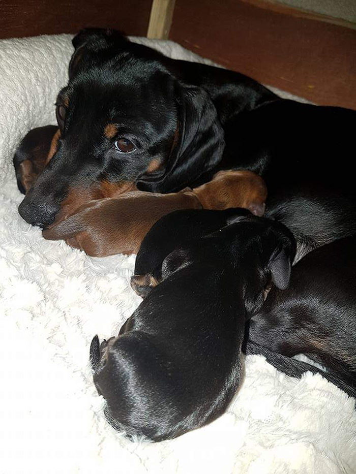 This Teenager Got A Perfect Shot Of His 16 Dachshunds After A Friend Told Him It's Impawsible
