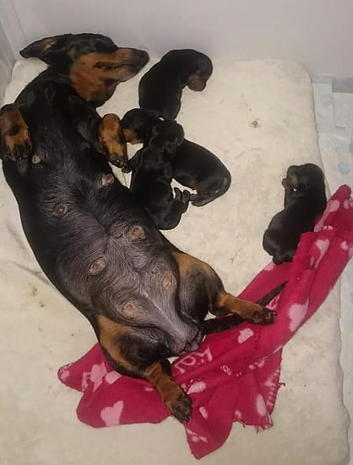 This Teenager Got A Perfect Shot Of His 16 Dachshunds After A Friend Told Him It's Impawsible