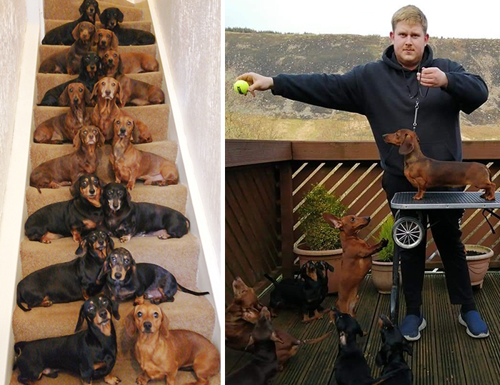 This Teenager Got A Perfect Shot Of His 16 Dachshunds After A Friend Told Him It’s Impawsible