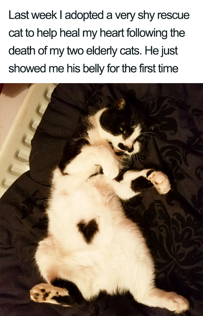 Wholesome-Cat-Posts