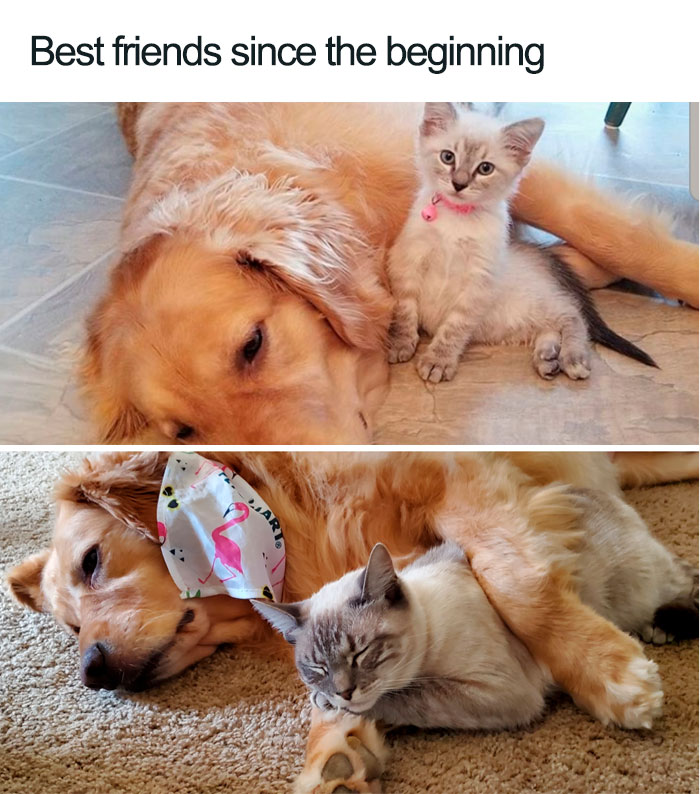 Wholesome-Cat-Posts