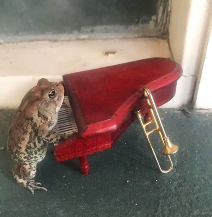 Woman Photographs Her Toad Doing Things In Her Dollhouse And People Love It (8 Pics)